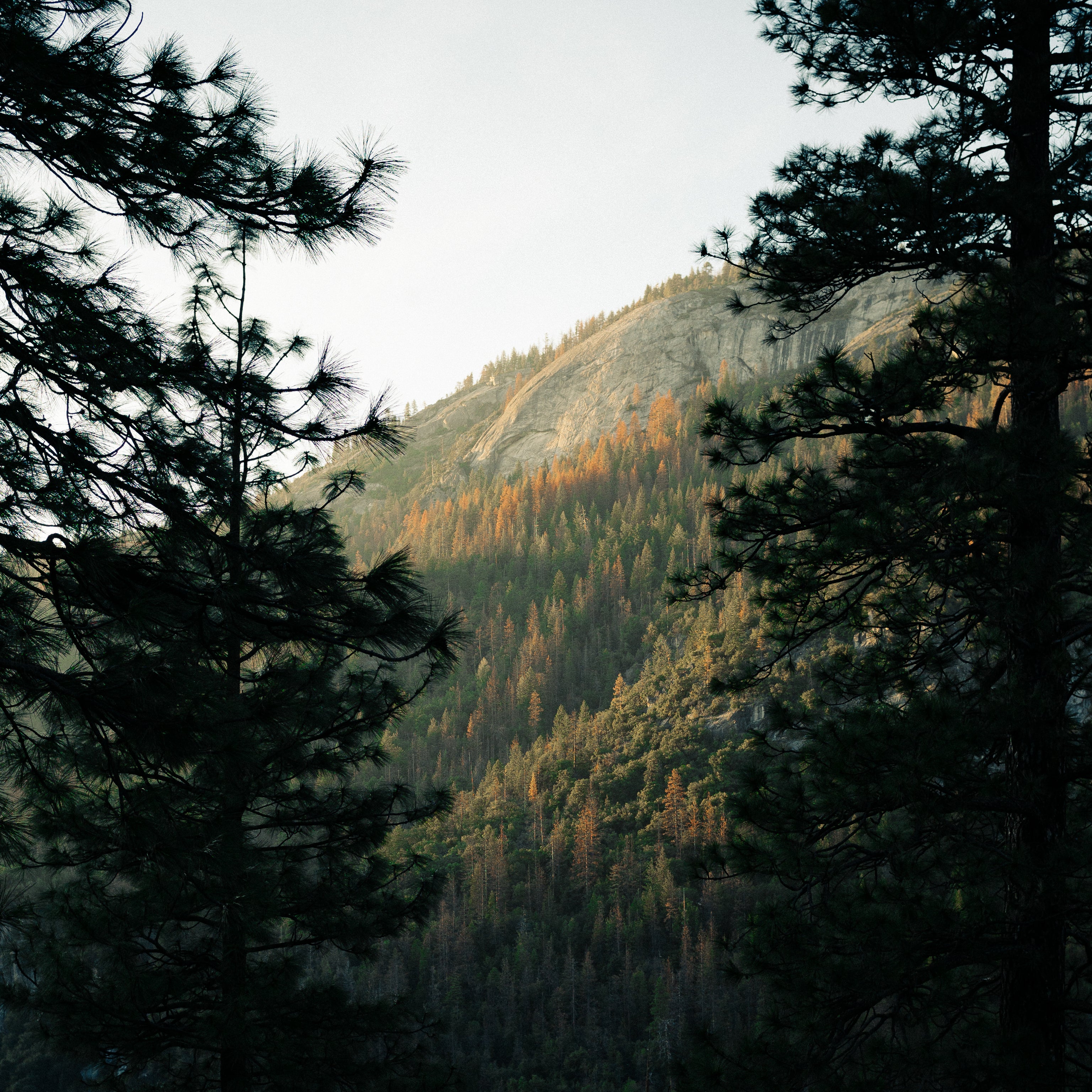 autumn-trees-hillside.jpg