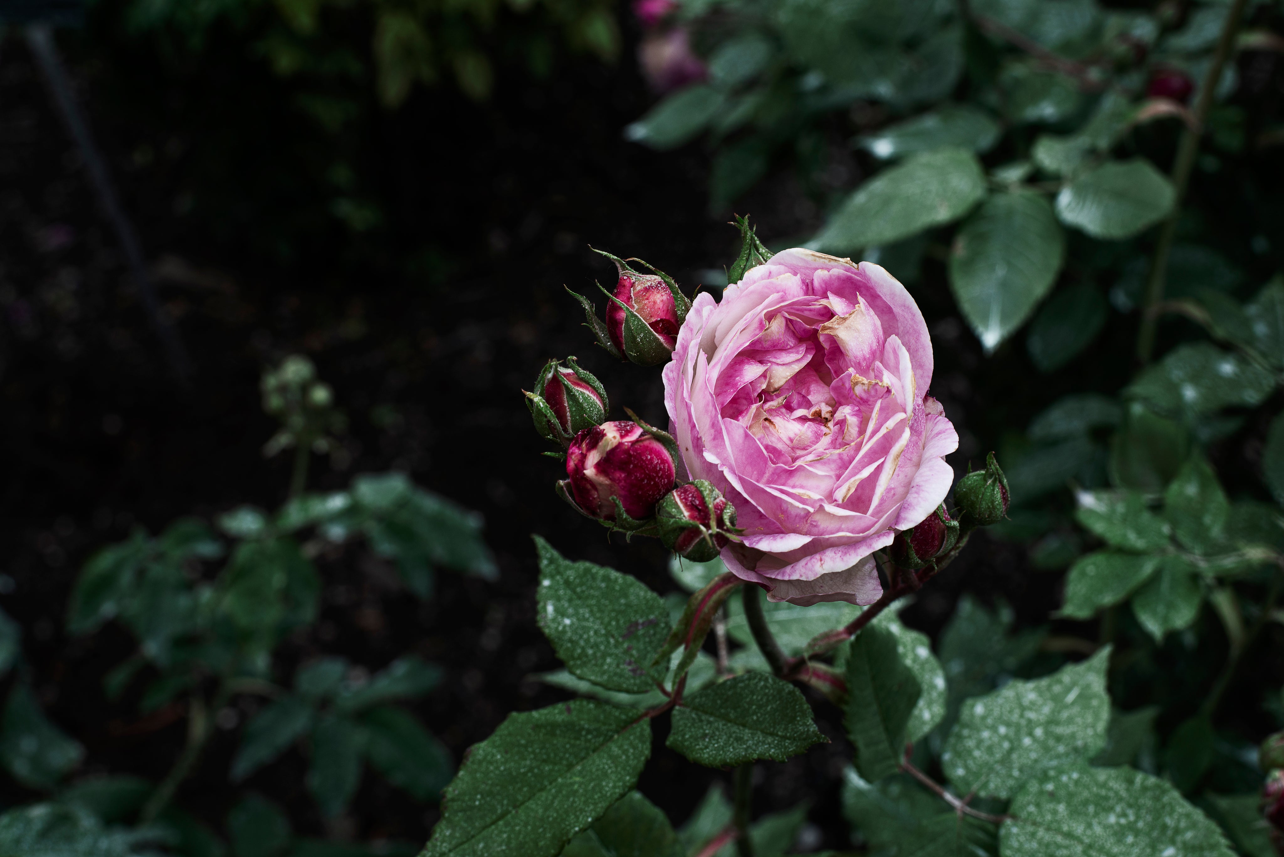 the-velvet-pink-petals-of-a-rose-in-dark-green-leafy-bush.jpg