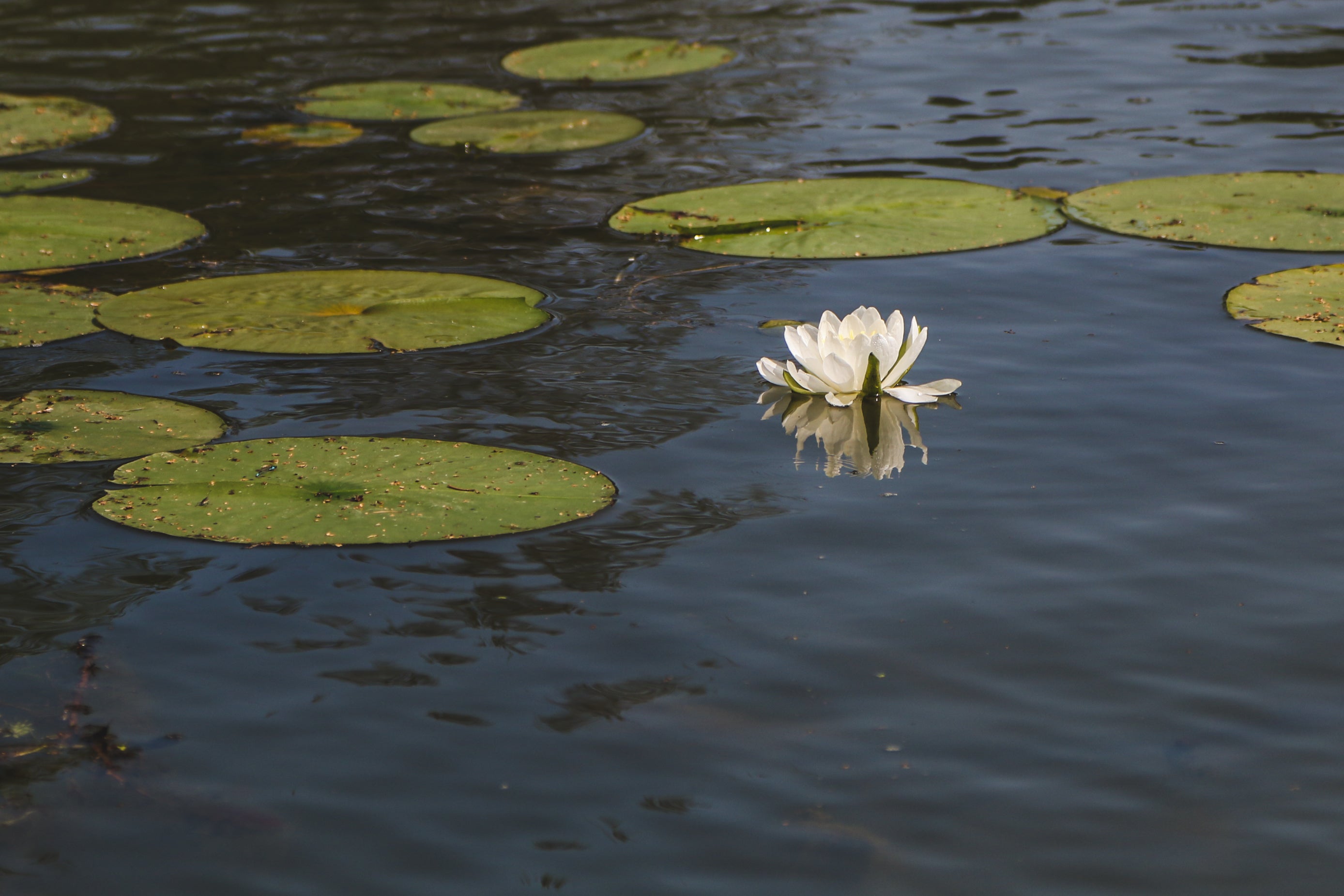 water-lily-and-lily-pad.jpg